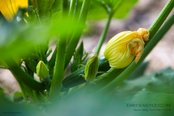 Early season zucchini - Kiewa Valley