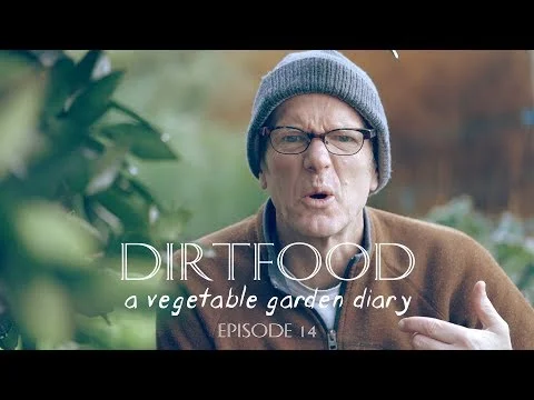 digging in green manure in a no-dig vegetable garden?