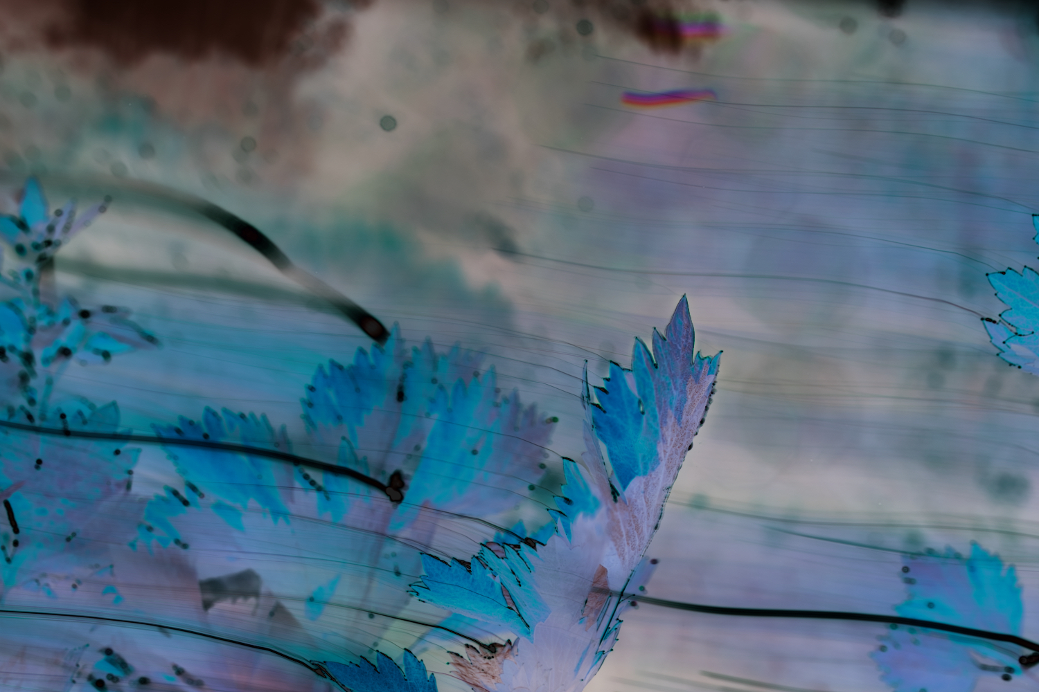 celeriac blue.jpeg