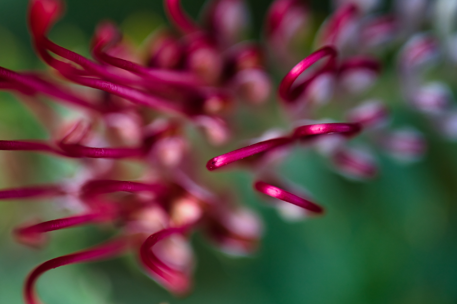 grevillia.jpeg