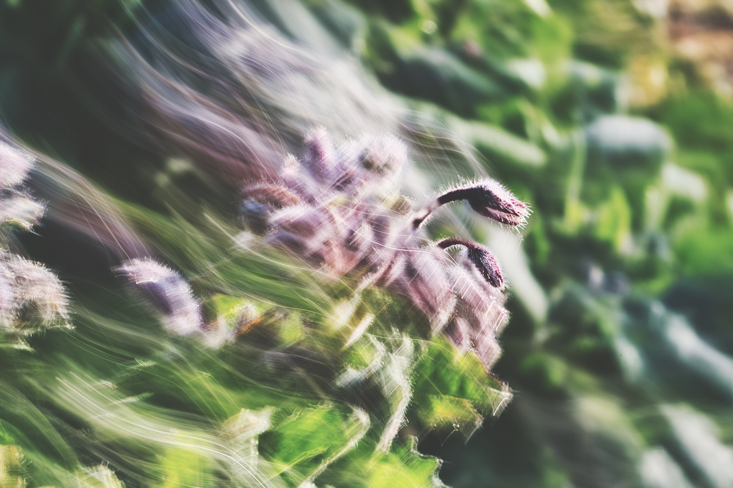 borage dragons.jpeg