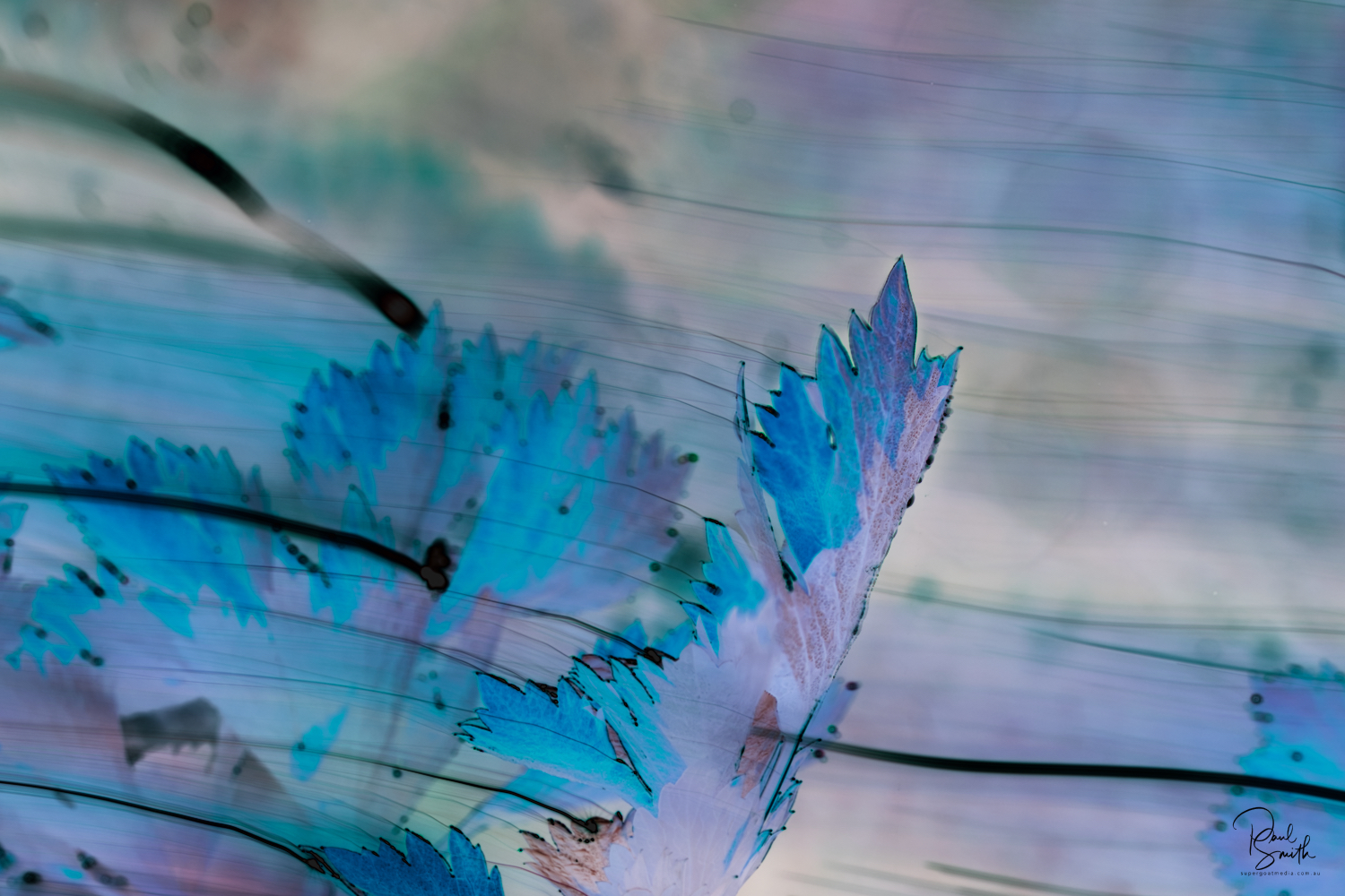 celeriac signature small.jpeg