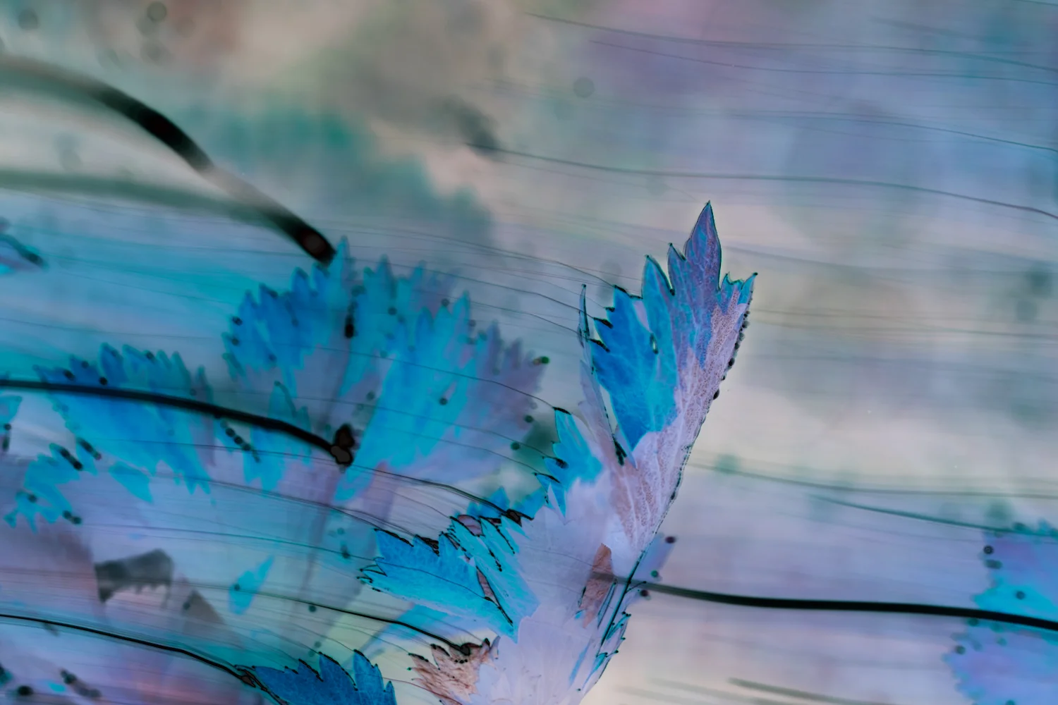 celeriac no signature small.jpeg