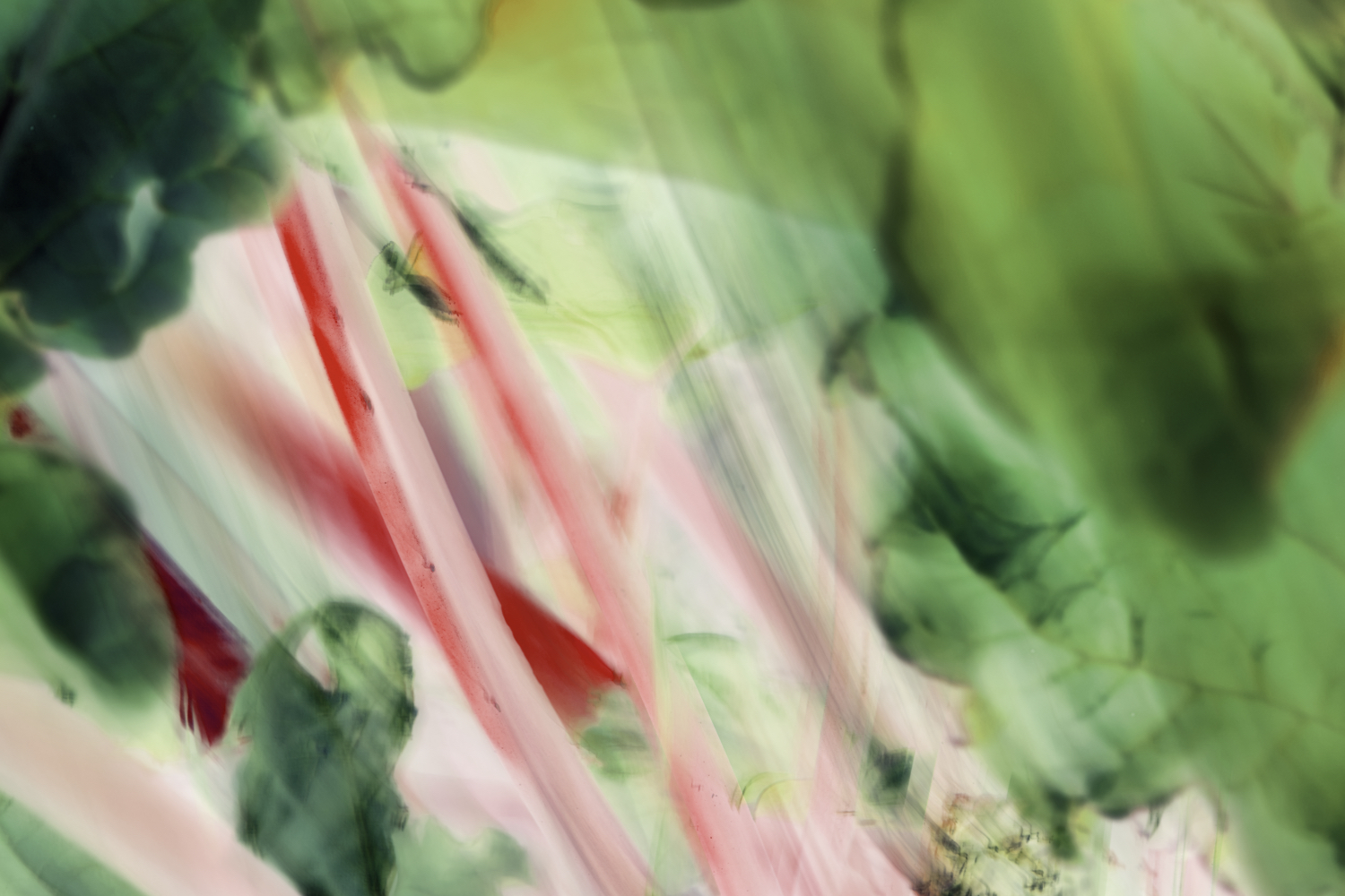 rhubarb watercolour.jpeg