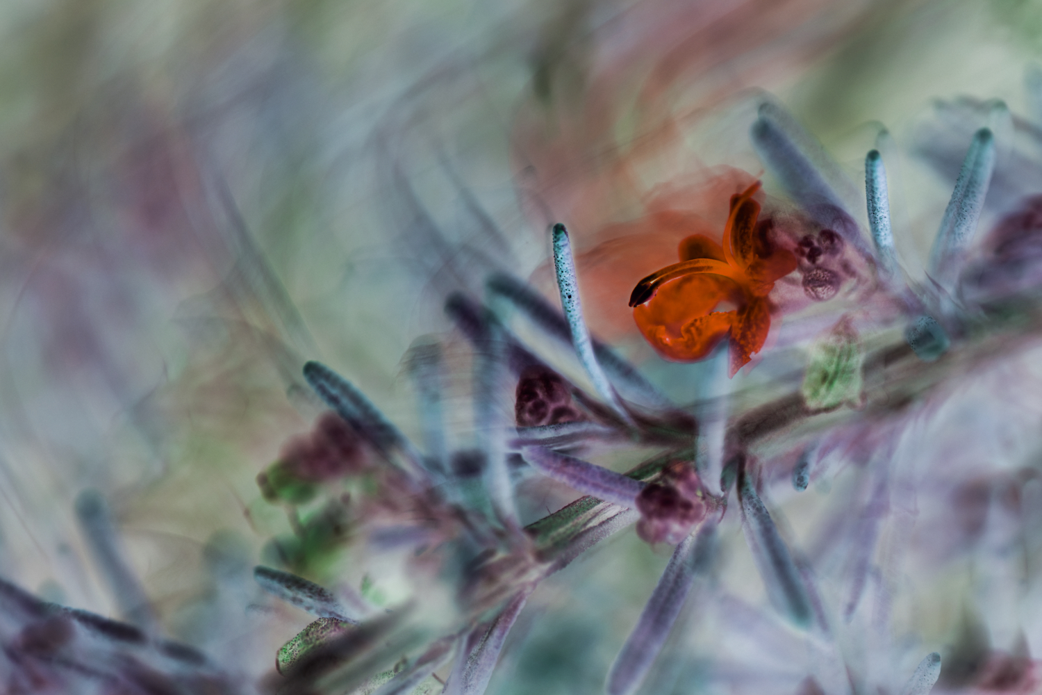 rosemary orchid.jpeg