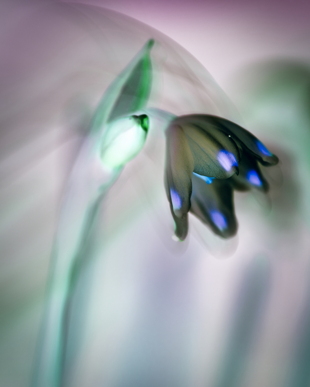 snowdrop watercolour.jpeg