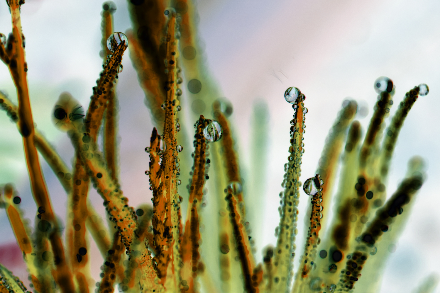 weed dew balls coral.jpeg