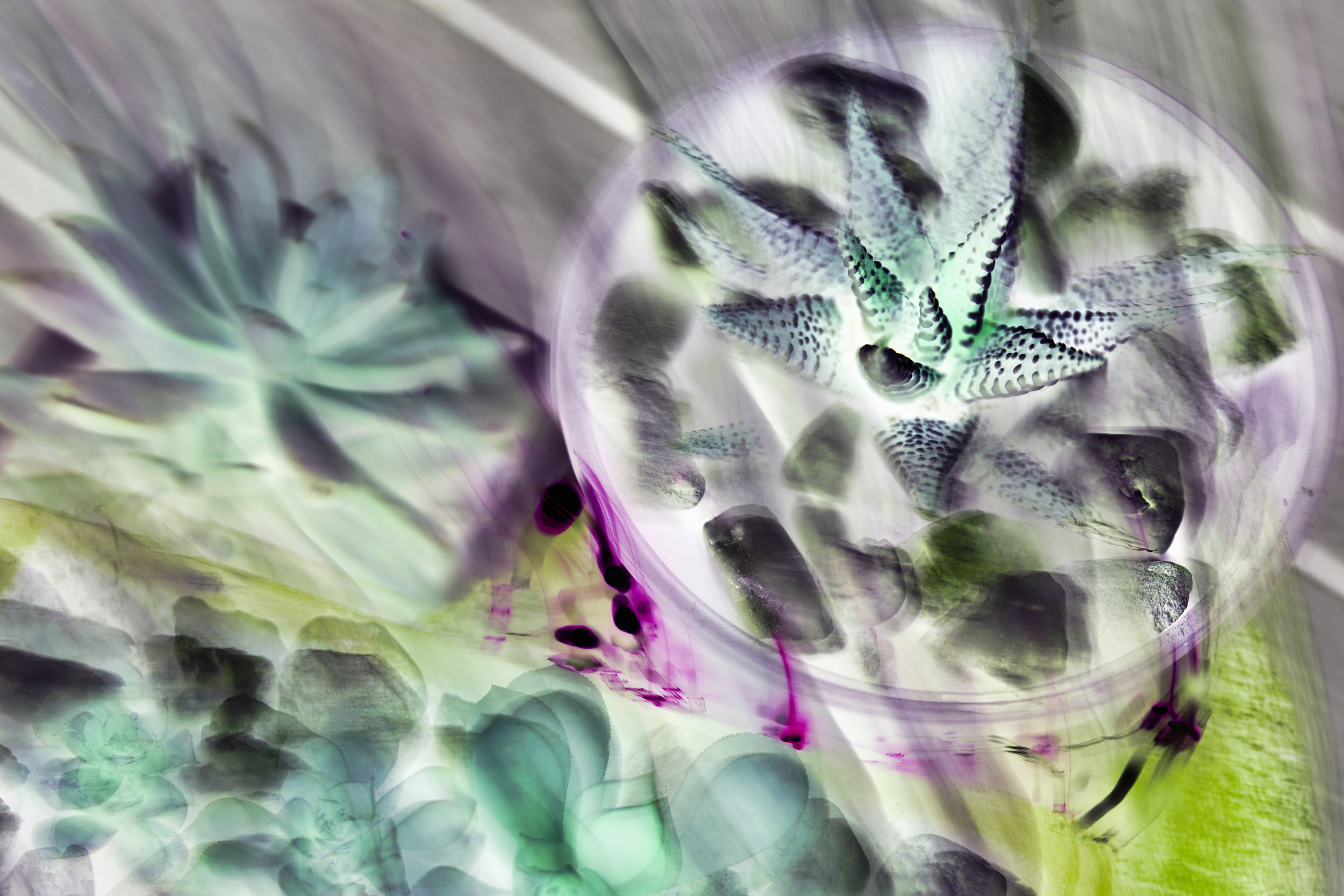 succ coll watercolour 1 hd.jpeg