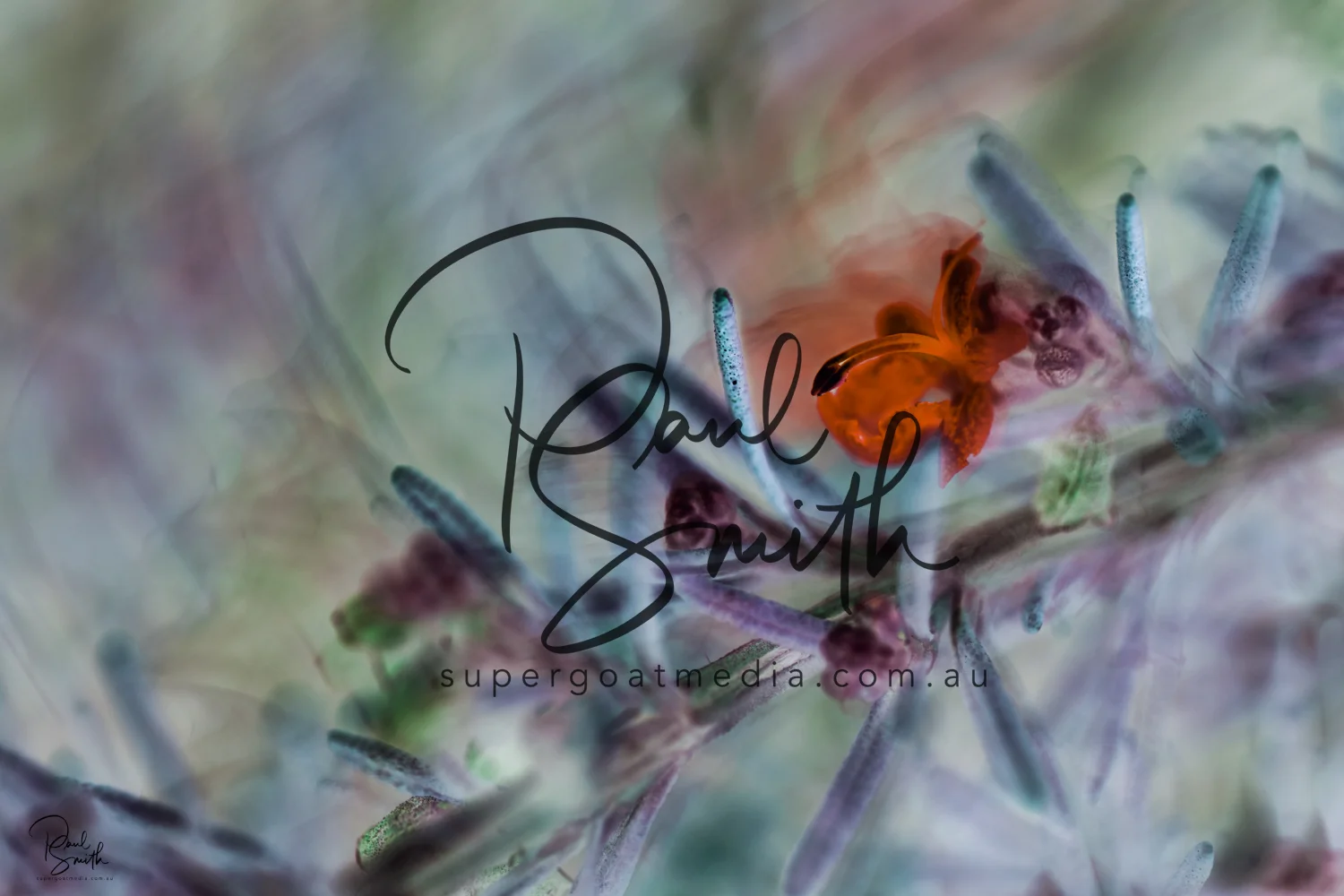 rosemary watermark small.jpeg