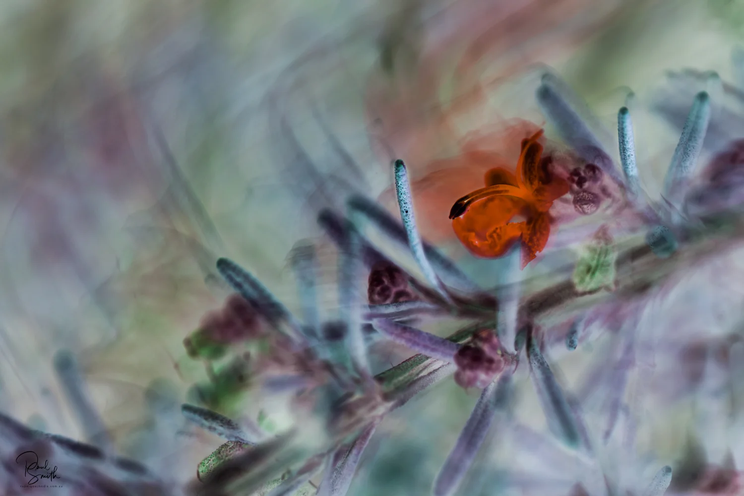 rosemary signature small.jpeg