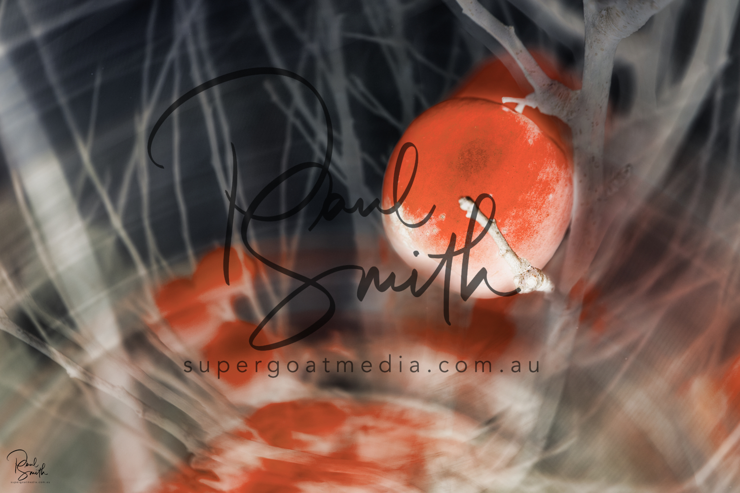 pink lady watermark small.jpeg