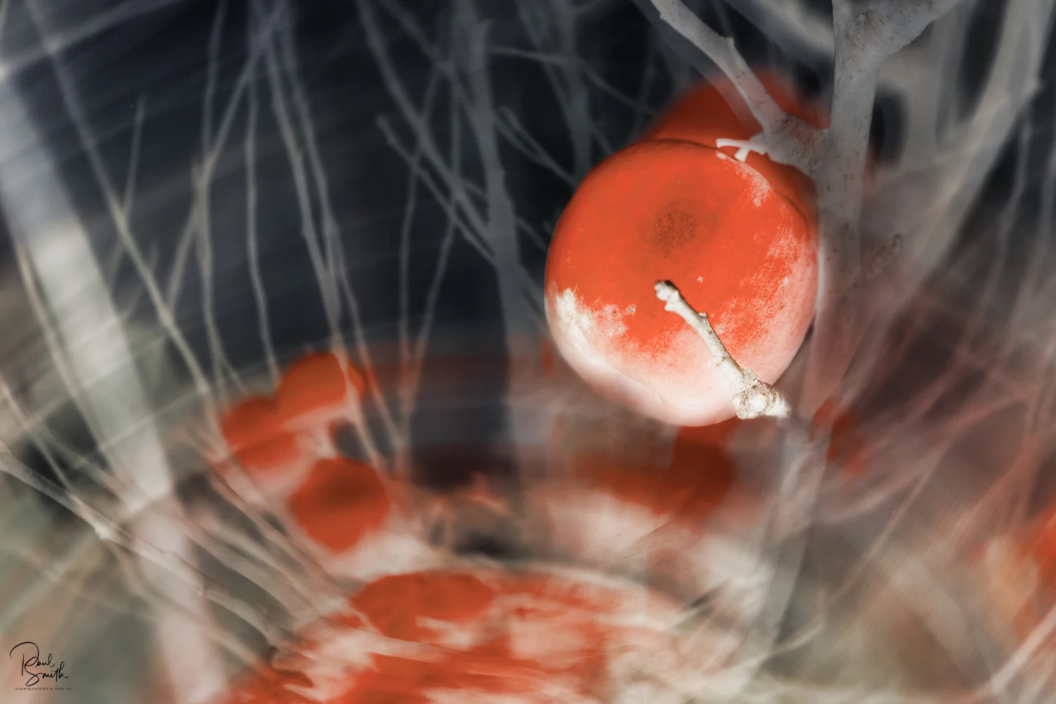 pink lady with signature small.jpeg