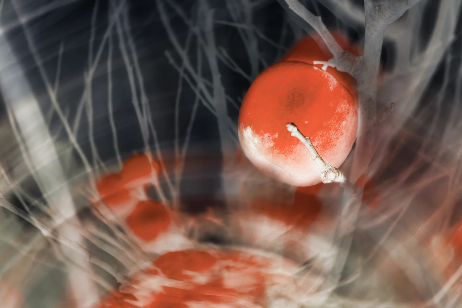 pink lady no signature small.jpeg