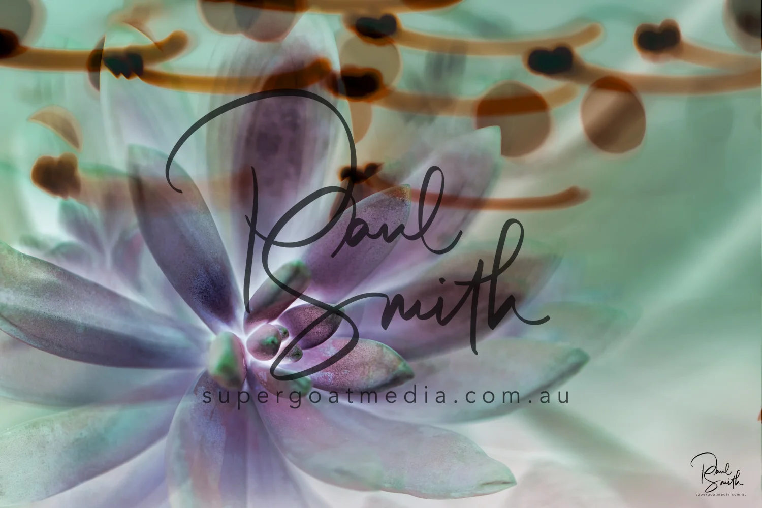 sedeveria watermark small.jpeg