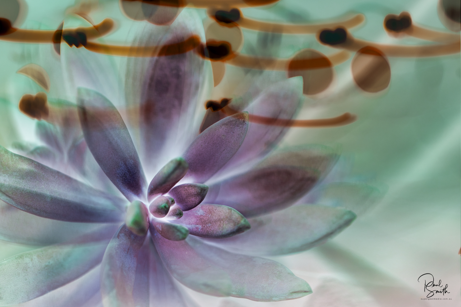 sedeveria signature small.jpeg