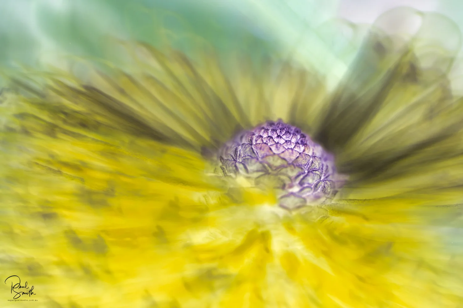 banksia signature small.jpeg