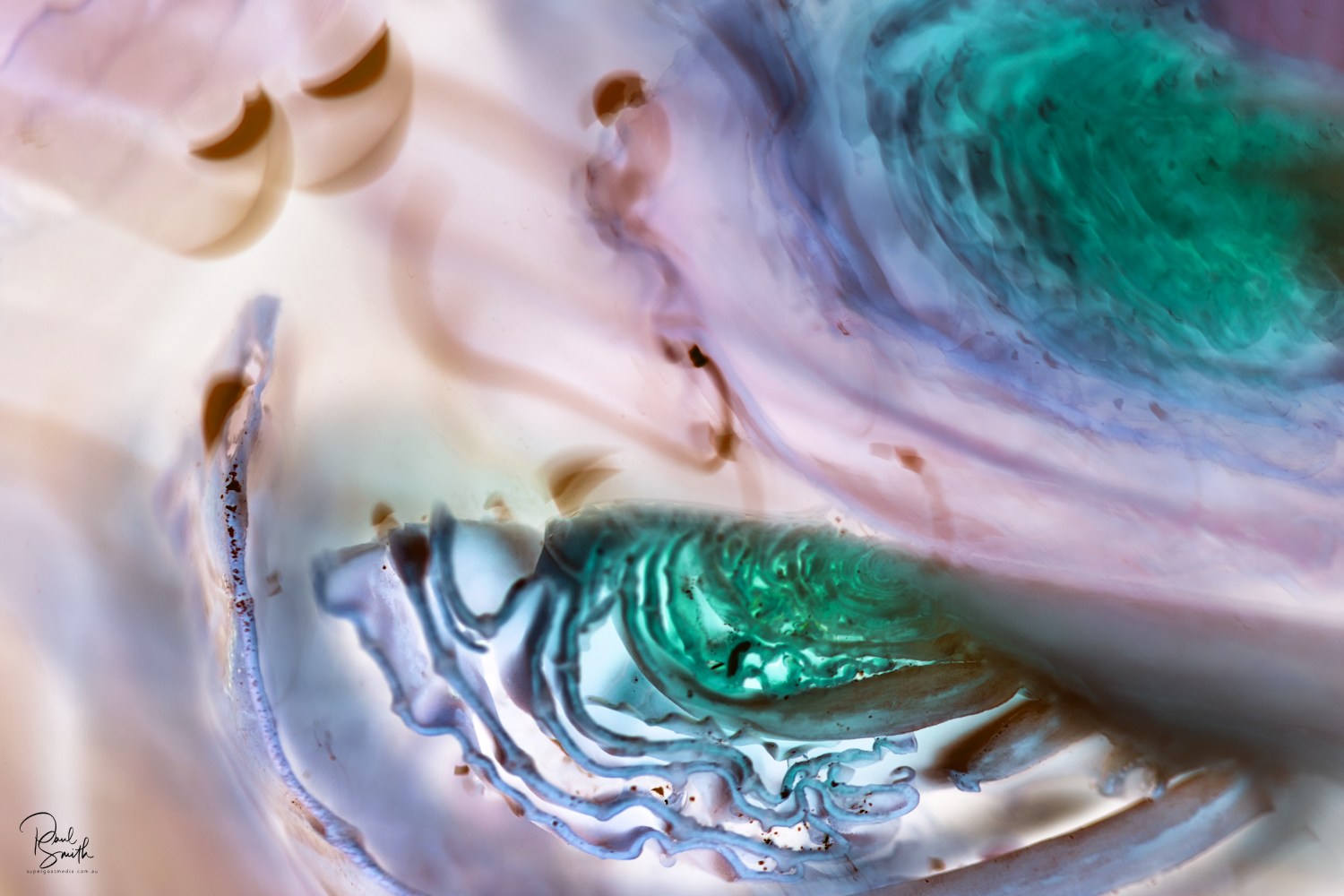 brussel sprout signature small.jpeg