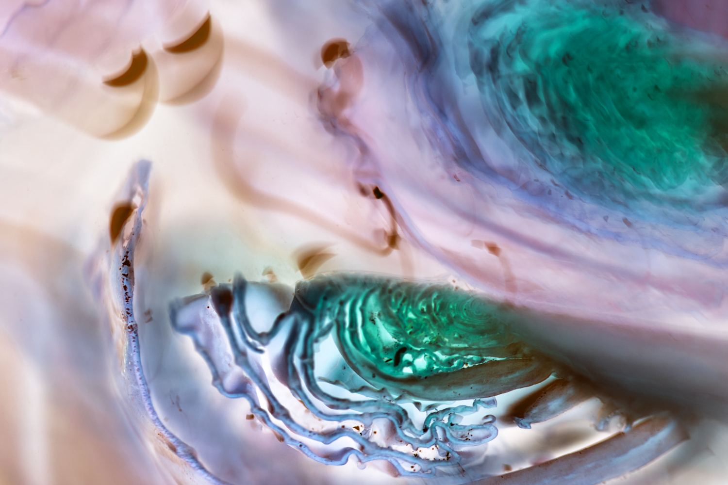 brussel sprout no signature small.jpeg