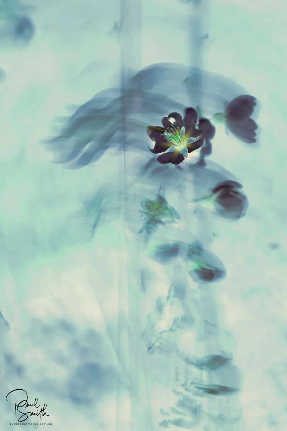 almond blossom signature small.jpeg