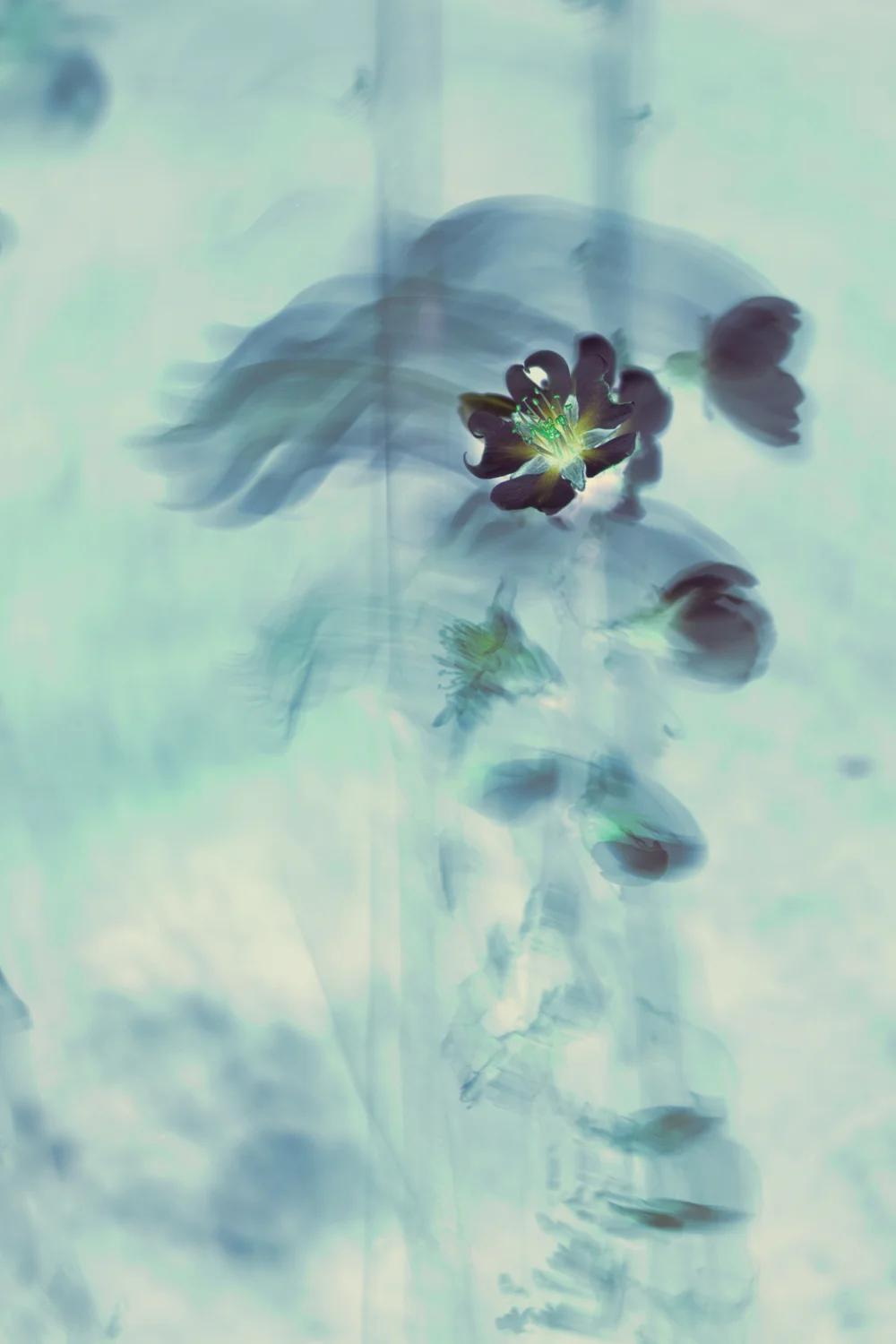 almond blossom no signature small.jpeg