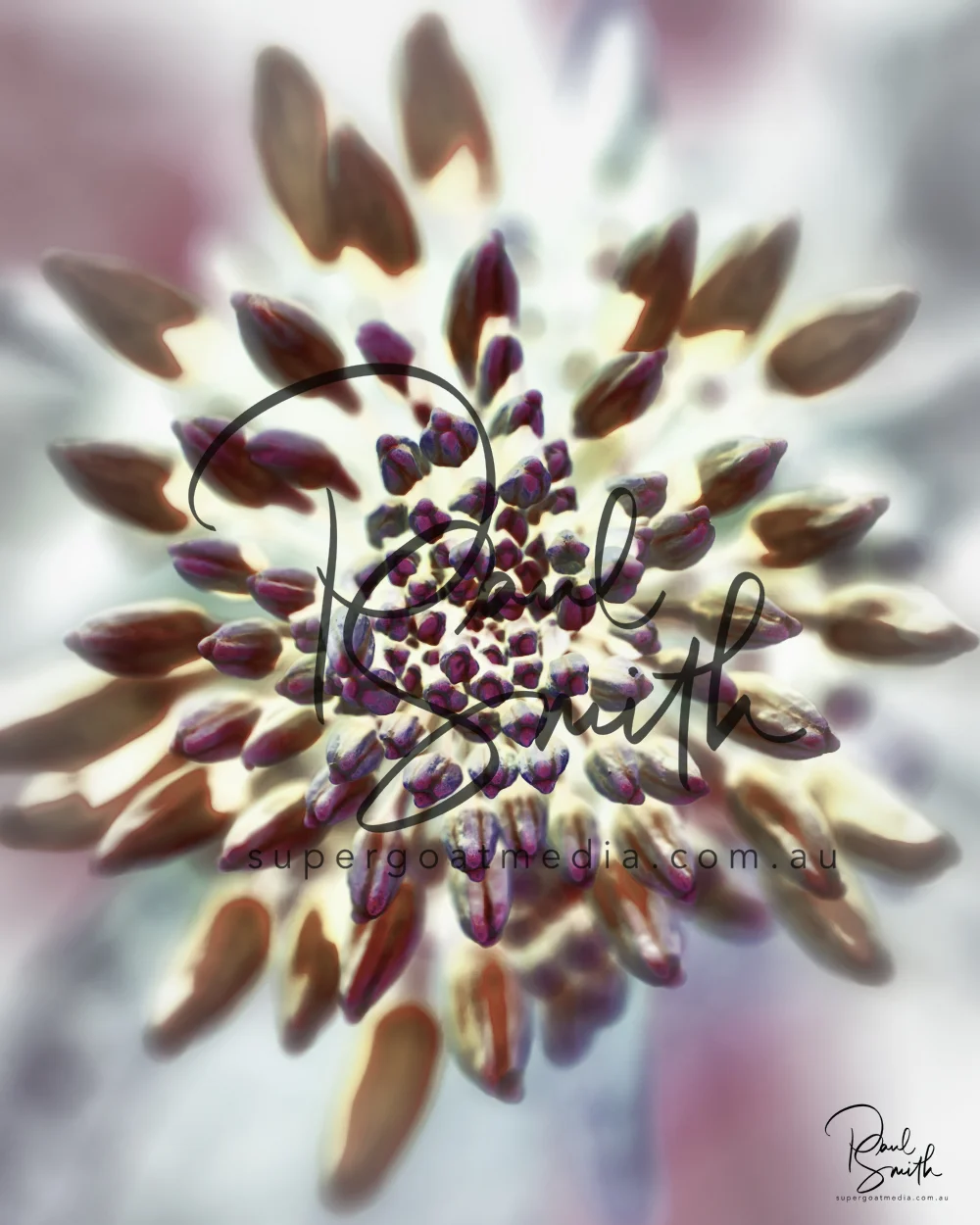 kale flower watermark small.jpeg