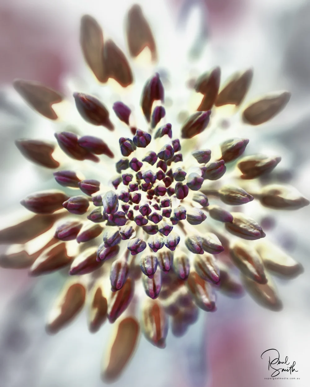 kale flower w signature small.jpeg