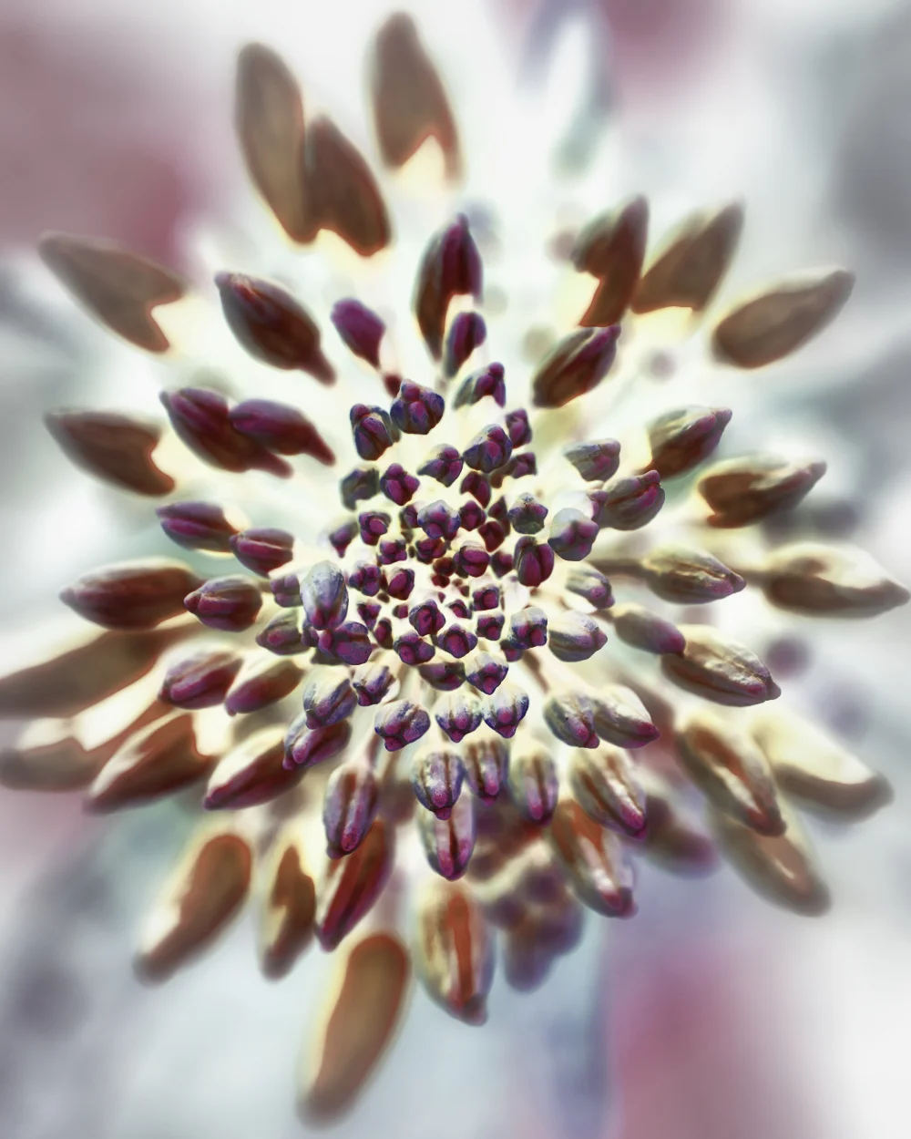 kale flower no signature small.jpeg