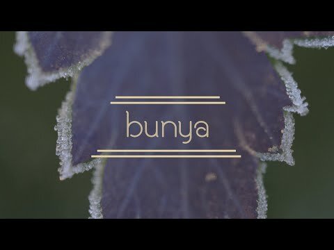 Bunya - hope in isolation