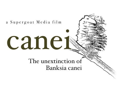 Trailer Official: canei. The Unextinction of Banksia canei