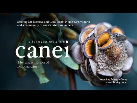 canei: The unextinction of Banksia canei (2026 Re-released including footage of main planting)