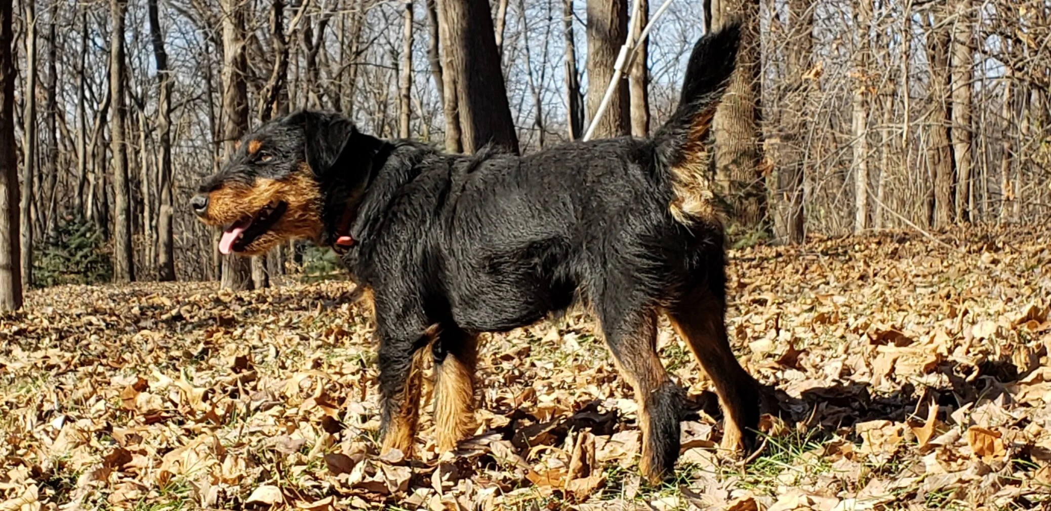 jagdterrier for sale near me
