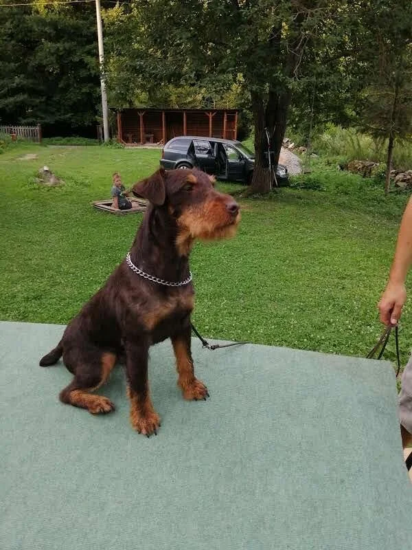jagdterrier for sale near me