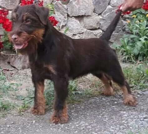 Jagdterrier Puppies for Sale - Pickup 