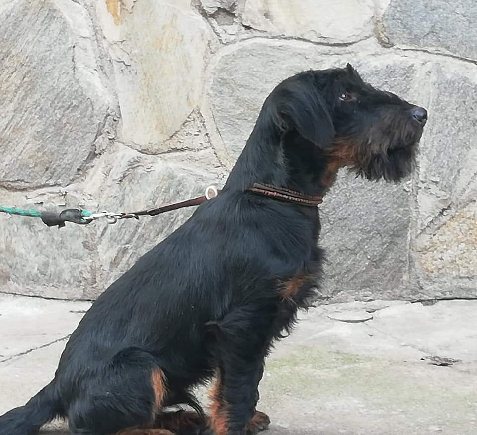 jagdterrier for sale near me