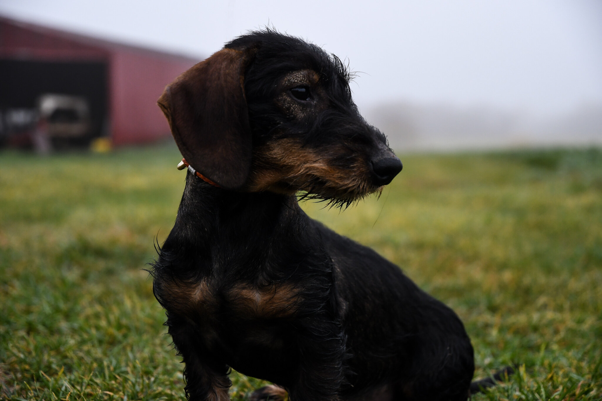 Wirehaired Dachshunds — Mule Creek Outfitting