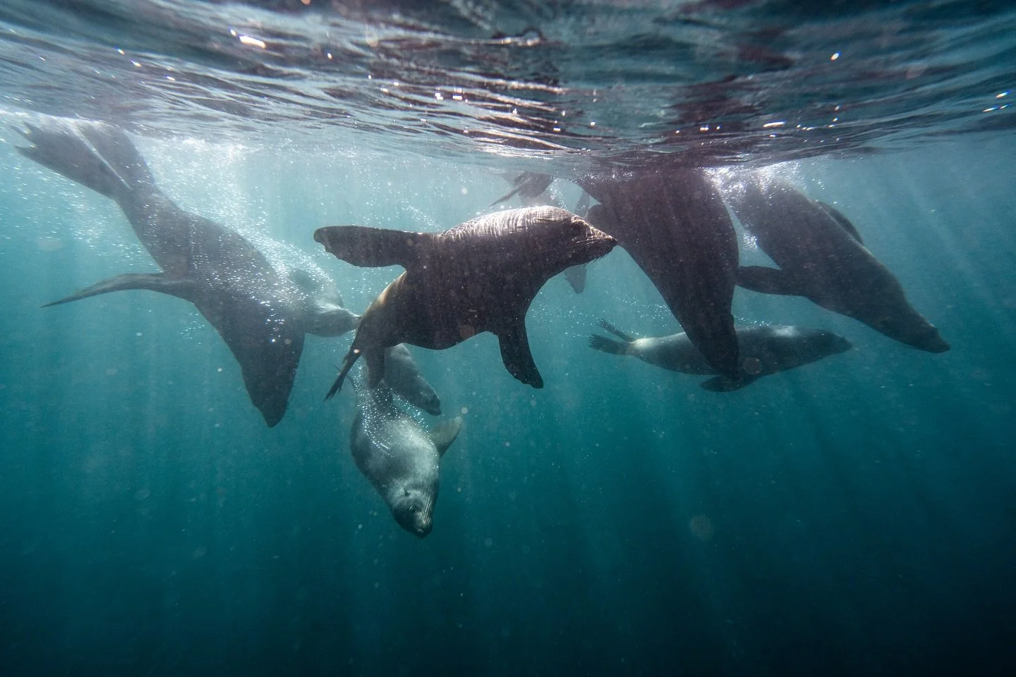 🦭🩵 Seals chillin in the cool waters of Jervis Bay! 
📷 @jacintachristosphotography 
.
.
.
.
.
#underwater #underwaterphotos #underwaterphotographer #oceanphotography #underwaterworld #seals #sealife #uwphoto #freediving #freedivingphotography #jaci