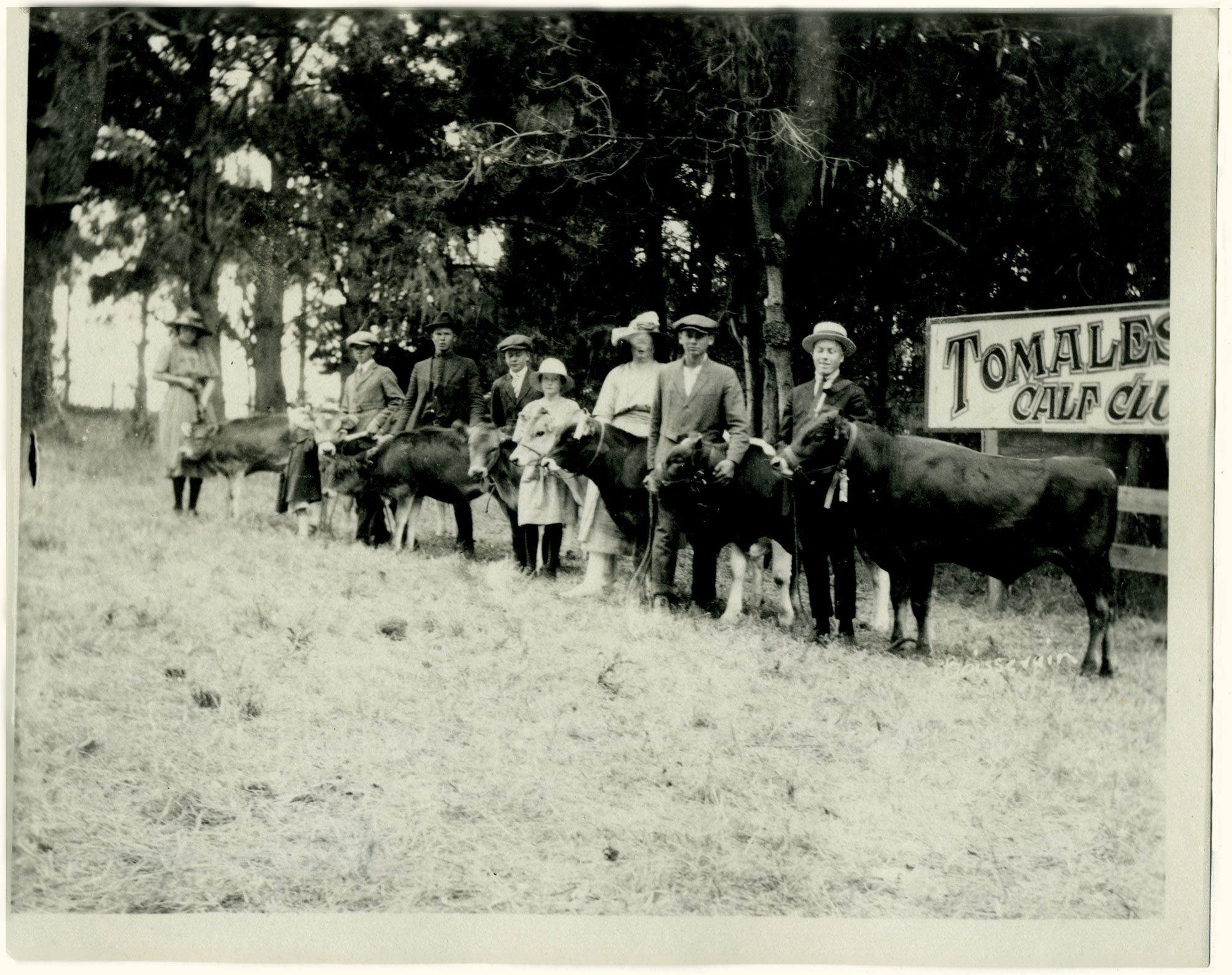 A 1921 Tomales High School Calf Club event. The club operated at the school before the FFA chapter was formed in 1929.