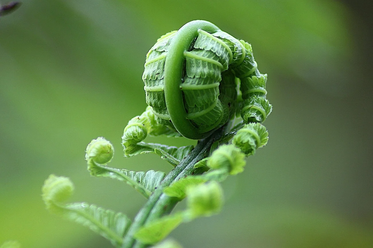 fern-178710_1920.jpg