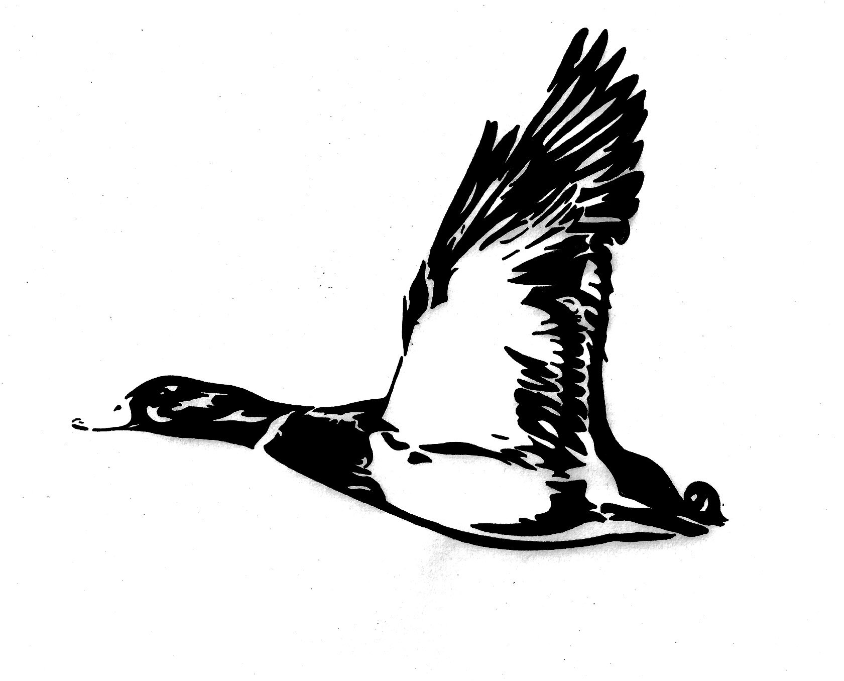 Mallard.jpg
