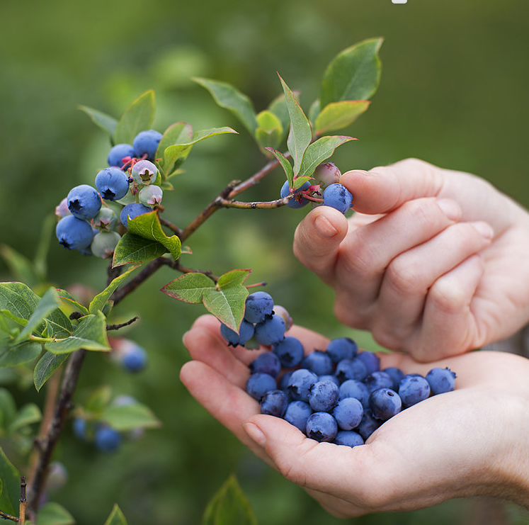 FAQ: where is your produce grown? 