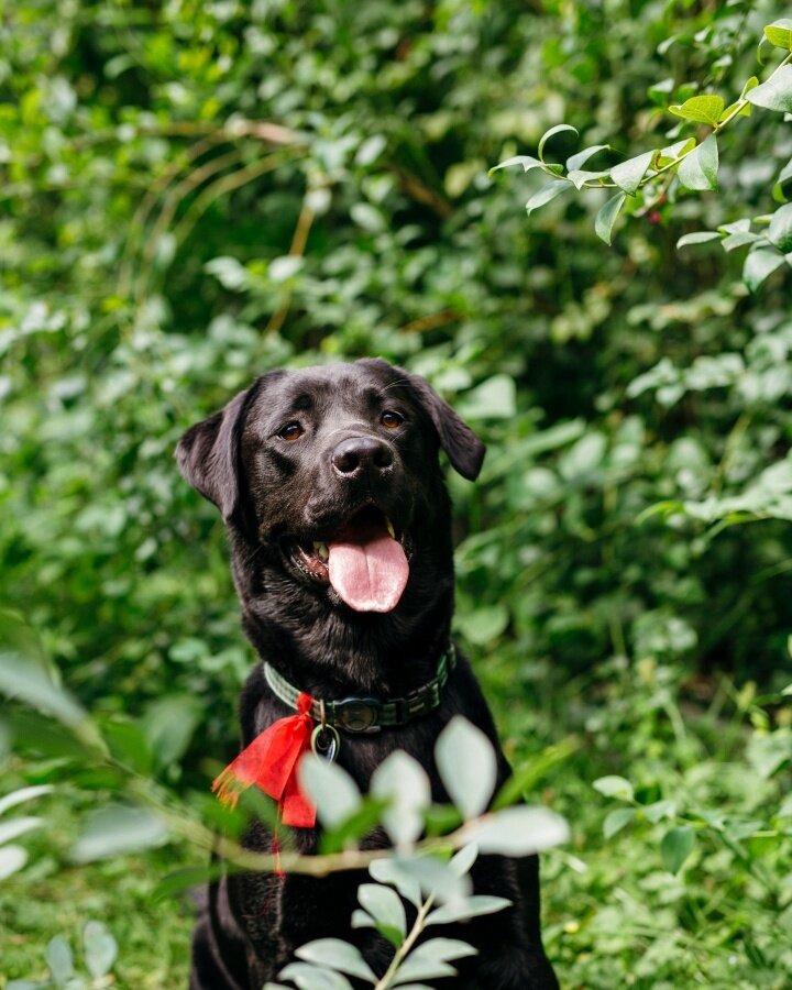 Meet our top doggo and numero uno Orchard Inspector, Chopper! He loves running around our organic, spray-free orchard (and also loves lots of pats and treats!) 🐶🌿 #ooborganic #certifiedorganic #chopper #bestboy