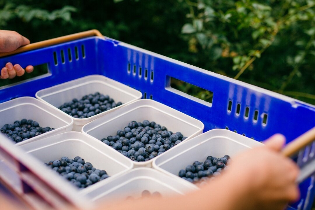 #throwback to summer days in the orchard... we're looking forward to our next season of fresh blues already! 💙🌿🫐🌞 #ooborganic #certifiedorganic #chemicalfree #goodness #blueberries #fresh