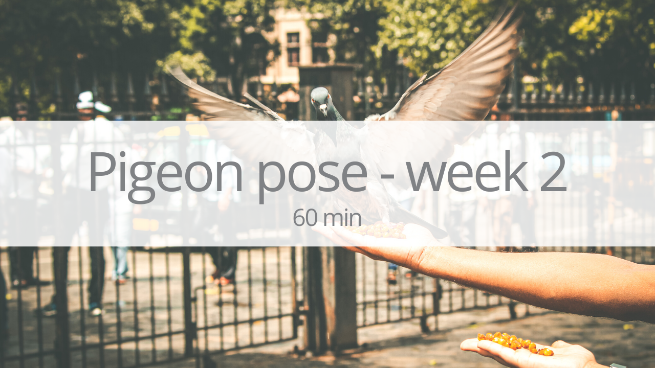 Vinyasa - pigeon pose - week 2