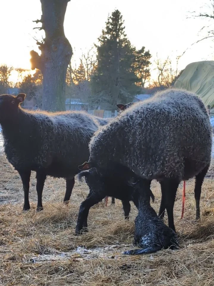 N&auml;r man jobbar p&aring; bondg&aring;rd som vi g&ouml;r, &auml;r det m&aring;nga olika yrken som ing&aring;r.
Ig&aring;r drog &aring;rets lamning ig&aring;ng f&ouml;r fullt, och just nu g&aring;r vi 'all in' f&ouml;r att agera doula och barnmorsk