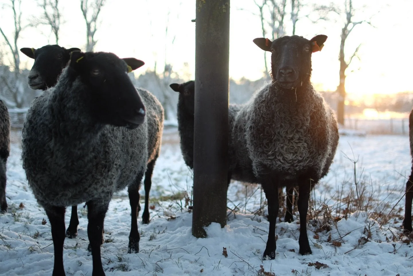 Det tidigaste och b&auml;sta v&aring;rtecknet p&aring; g&aring;rden &auml;r n&auml;r v&aring;ra lammungar f&ouml;ds. 🐑🍼🌤️