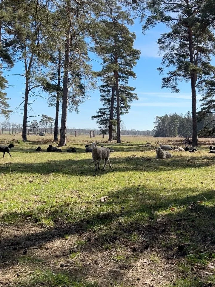 Lammen &auml;r ute! 💚 Lamningen &auml;r n&auml;stan &ouml;ver f&ouml;r i &aring;r och lammen och tackorna &auml;r ute p&aring; bete. Varje morgon och kv&auml;ll kommer de ivrigt n&auml;r bonden ropar att det &auml;r mat. Ibland passar vi p&aring; at