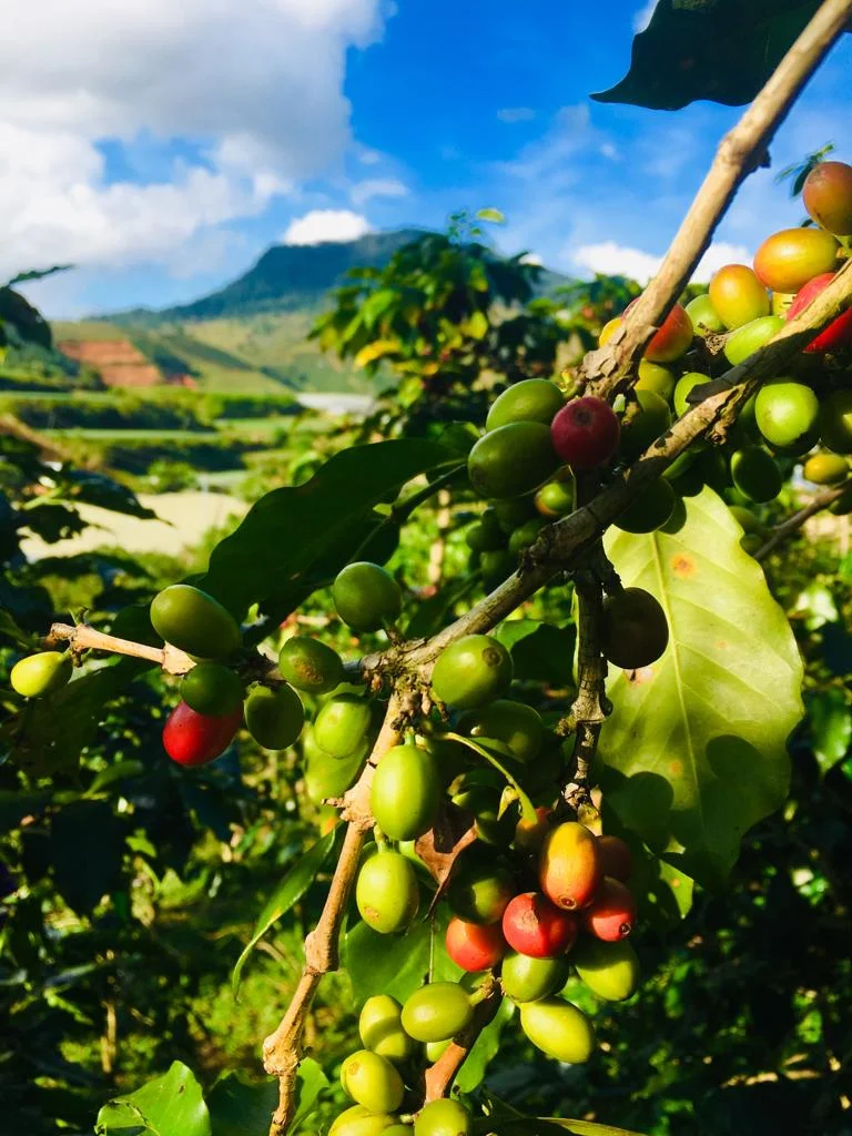 Inside the Vietnamese Coffee Industry