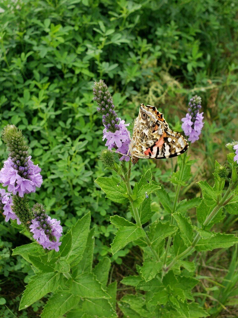 butterfly on flower.jpg