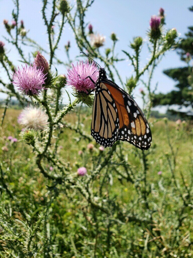 Monarch on thistle.jpg