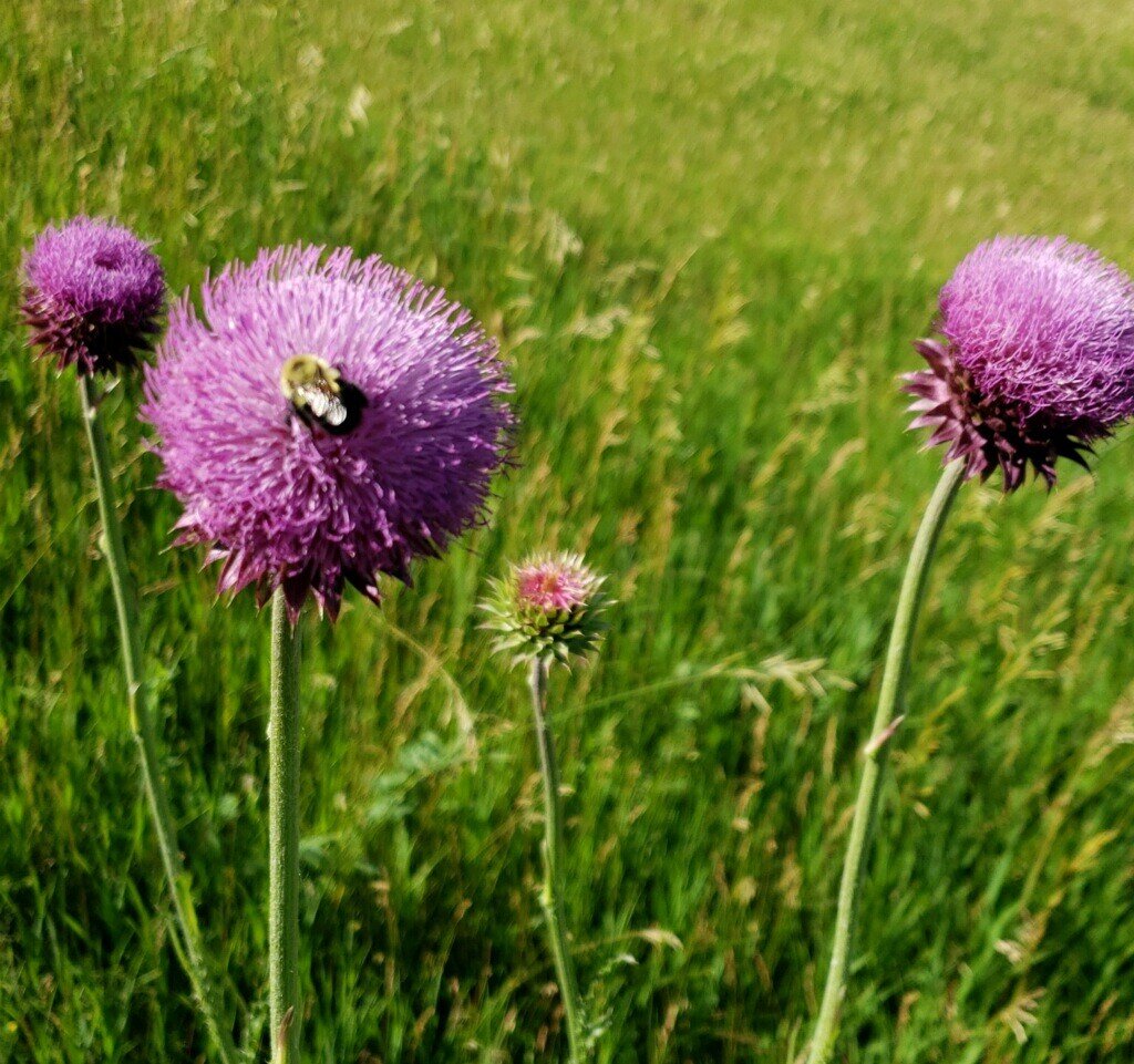 Bumble bee on thistle.jpg